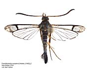 Papua Insects Foundation (Lepidoptera/Sesiidae thumbnails)